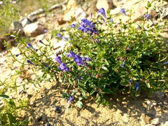 Scutellaria scordifolia