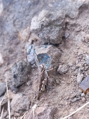 Acrotylus humbertianus