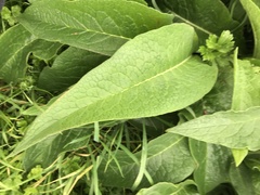 Symphytum officinale