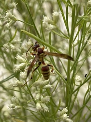 Polistes exclamans