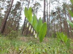 Polygonatum multiflorum