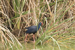 Porphyrio porphyrio