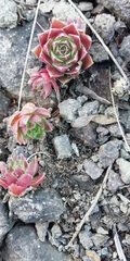 Sempervivum