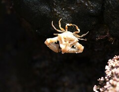 Parthenopoides massena