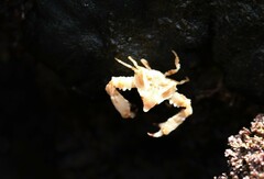 Parthenopoides massena