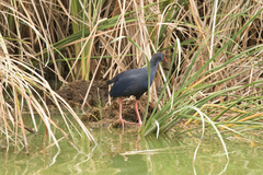 Porphyrio porphyrio