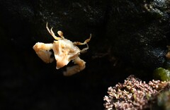 Parthenopoides massena