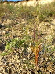 Dontostemon micranthus