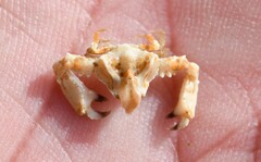 Parthenopoides massena