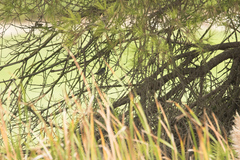 Curruca melanocephala