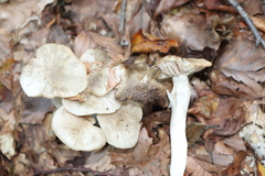 Entoloma