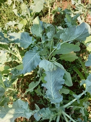 Brassica oleracea
