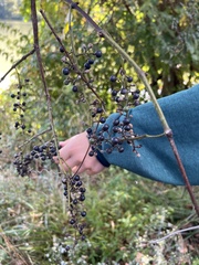 Vitis vulpina