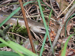 Anguis colchica