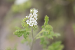 Phacelia rupestris