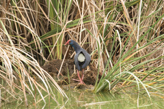 Porphyrio porphyrio