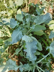 Brassica oleracea