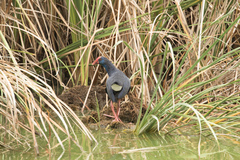 Porphyrio porphyrio