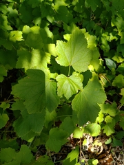 Ribes rubrum