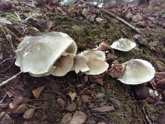 Tricholoma saponaceum