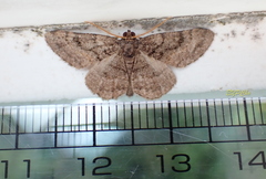 Anectropis ningpoaria