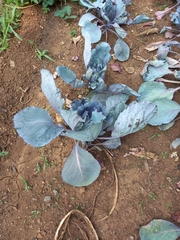 Brassica oleracea