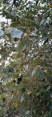 Styrax officinalis