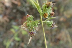 Symphyotrichum anomalum