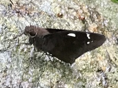 Notocrypta curvifascia