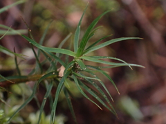 Polytrichastrum alpinum