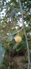 Styrax officinalis