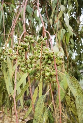 Eucalyptus camaldulensis