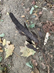 Gleditsia triacanthos