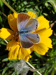 Echinargus