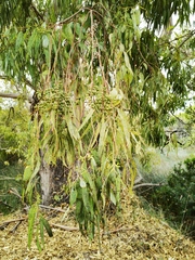 Eucalyptus camaldulensis