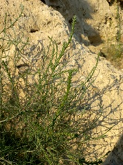 Salsola collina