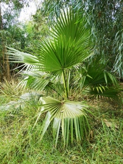 Coryphoideae