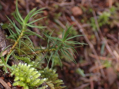 Polytrichastrum alpinum