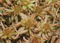 Sphagnum palustre