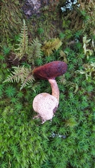 Pseudoboletus parasiticus