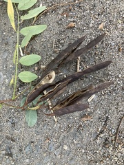 Gleditsia triacanthos