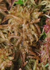 Sphagnum palustre