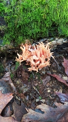 Ramaria subbotrytis