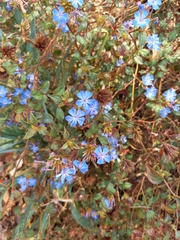 Ceratostigma plumbaginoides