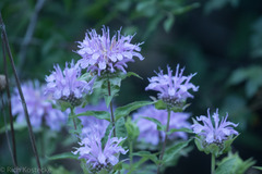 Monarda fistulosa