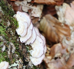 Trichaptum biforme
