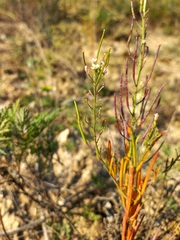 Dontostemon micranthus