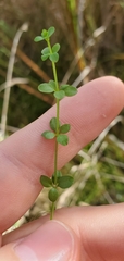 Galium palustre