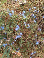 Ceratostigma plumbaginoides