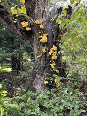 Laetiporus sulphureus